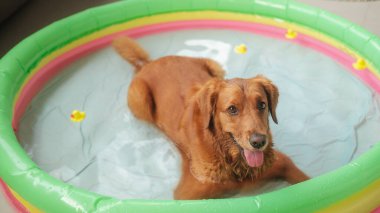 Sudaki şişme havuzda yatan bir Golden Retriever 'ın ve yanında yüzen küçük oyuncak sarı ördeklerin en üst görüntüsü. Sıcak bir günde havuzda yüzmek, rahatlamak ve bir köpeğe bakmak..
