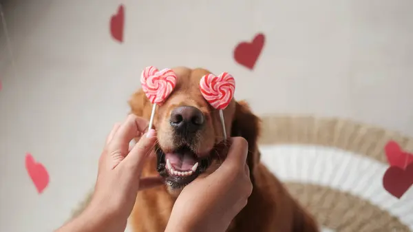 Valentines Day dog. The hands of a young woman substituted two lollipops in the shape of red hearts for a dog of the Golden Retriever breed instead of eyes. Dog and lollipop heart shaped banner.