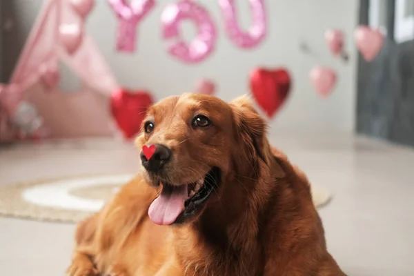 Golden Retriever dog with a small red heart on its nose. Valentines day dog. An offer of marriage. Postcard invitation to a wedding. Honeymoon. Banner for pet store and veterinary.