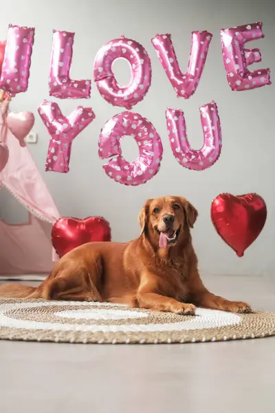 A dog of the Golden Retriever breed lies on a background of balloons in the shape of red hearts and the inscription I love you, with his tongue hanging out. Valentines Day celebration for a pet store.