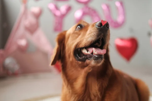 Golden Retriever Cão Com Pequeno Coração Vermelho Seu Nariz Dia — Fotografia de Stock