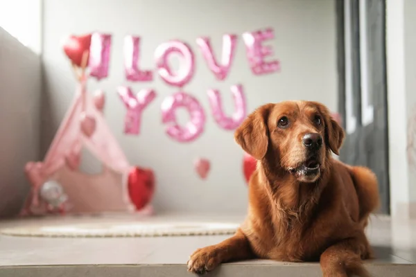 A dog of the Golden Retriever breed lies on a background of balloons in the shape of red hearts and the inscription I love you, with a funny face. Valentines Day celebration for a pet store. Honeymoon