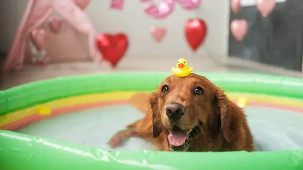 水の中の膨脹可能なプールにあり 頭の上に小さなおもちゃの黄色いアヒルを保持するゴールデンレトリーバー犬の肖像画 バレンタインデーの背景にバルーンハート — ストック写真