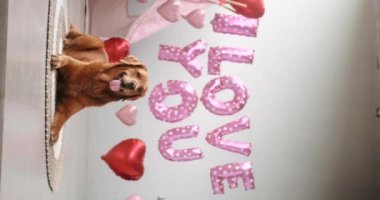 Golden Retriever cinsinden bir köpek kırmızı kalp şeklinde balonlardan oluşan bir arka planda yatar ve dili dışarı sarkık bir şekilde, seni sevdiğim yazılıdır. Bir evcil hayvan dükkanı için Sevgililer Günü kutlaması.