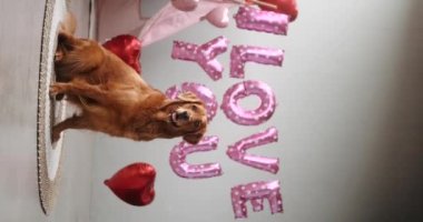 Golden Retriever cinsinden bir köpek, kırmızı kalp şeklinde balonlardan oluşan bir arka planda oturur ve dili dışarı sarkık bir şekilde, seni sevdiğim yazılıdır. Bir evcil hayvan dükkanı için Sevgililer Günü kutlaması.
