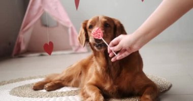 Sevgililer günü köpek afişi. Golden Retriever cinsinden bir köpek komik bir ağızlık ve açık ağızla kalp şeklinde bir lolipopu yalıyor. Evcil hayvan dükkanında aşk günü. Balayı kartpostalı.