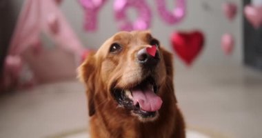 Burnunda küçük kırmızı bir kalp olan Golden Retriever köpeği. Sevgililer günü köpeği. Bir evlilik teklifi. Düğüne kartpostal davetiyesi. Balayı. Evcil hayvan mağazası ve veteriner pankartı.