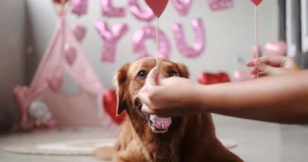 Valentinsdag Hund Hænderne Ung Kvinde Erstatter Hjerter Øjne Til Golden – Stock-video