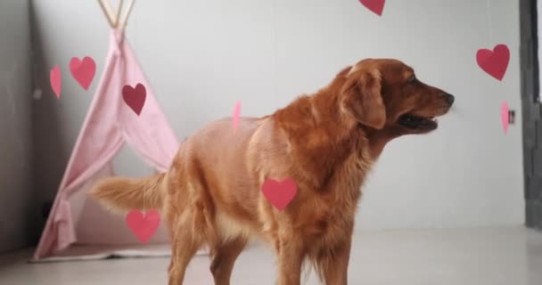 Golden Retriever Stands Middle Hanging Hearts Sniffs Them Valentines Day — Stock Video