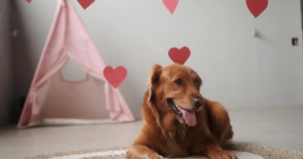 Golden Retriever Cinsinin Sevgililer Günü Köpeği Kırmızı Kalplerin Arka Planında — Stok video