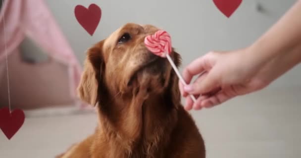 Sevgililer Günü Köpek Afişi Golden Retriever Cinsinden Bir Köpek Komik — Stok video