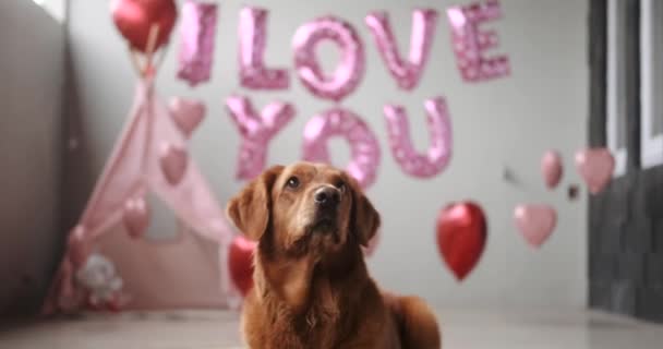 Ένας Σκύλος Της Φυλής Golden Retriever Βρίσκεται Ένα Φόντο Μπαλονιών — Αρχείο Βίντεο