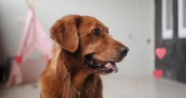 Portræt Hund Golden Retriever Racen Som Sidder Krans Med Røde – Stock-video