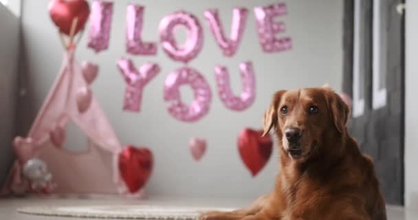 Hund Golden Retriever Rasen Ligger Bakgrund Ballonger Form Röda Hjärtan — Stockvideo