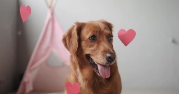 Portret Psa Rasy Golden Retriever Który Znajduje Się Pod Girlandą — Wideo stockowe