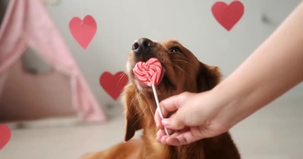 Valentijnsdag Honden Spandoek Een Hond Van Golden Retriever Ras Likt — Stockvideo