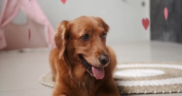 Cão Dia Valentim Raça Golden Retriever Está Contexto Corações Vermelhos — Vídeo de Stock