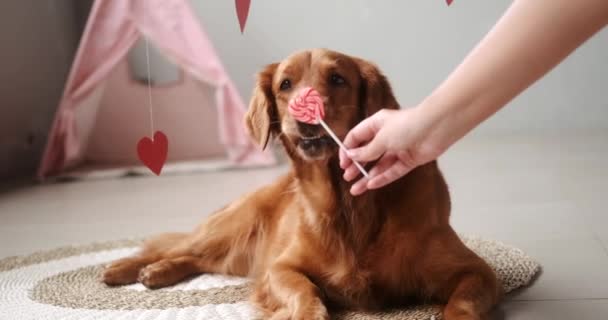 バレンタインデー犬バナー ゴールデンレトリーバーの犬は 面白い口と開いた口で心臓の形をしたロリポップをライセンスします ペットショップでの愛の日 ハネムーンポストカード — ストック動画