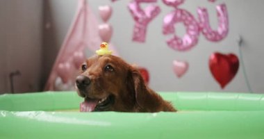 Sudaki şişme havuzda yatan ve kafasında küçük sarı bir ördek taşıyan Golden Retriever köpeğinin portresi. Sevgililer Günü süslemelerinin arka planında balon kalplerle.