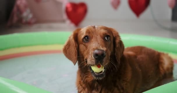 Islak Bir Golden Retriever Köpeği Sudaki Şişme Havuzda Yatar Ağzında — Stok video