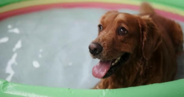 Hund Golden Retriever Racen Ligger Lille Oppustelig Pool Vandet Omsorg – Stock-video
