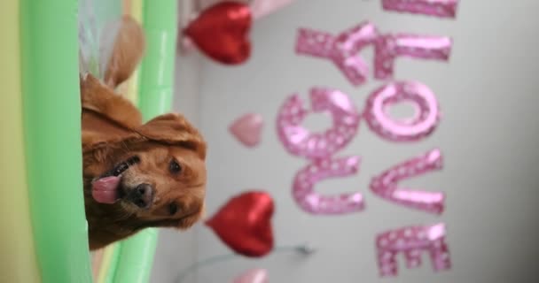 Вертикальное Видео Собаки Золотого Ретривера Лежащей Небольшом Надувном Бассейне Воде — стоковое видео