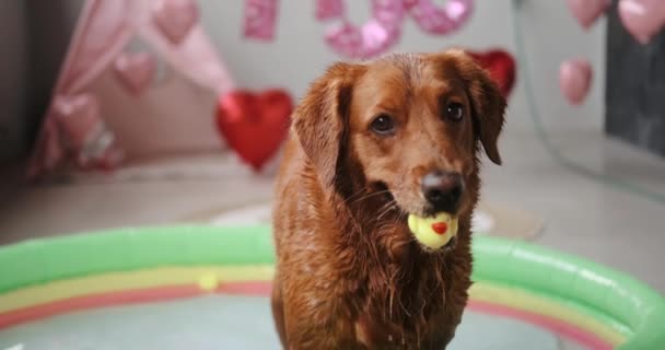 Islak Bir Golden Retriever Köpeği Sudaki Şişme Havuzda Duruyor Ağzında — Stok video