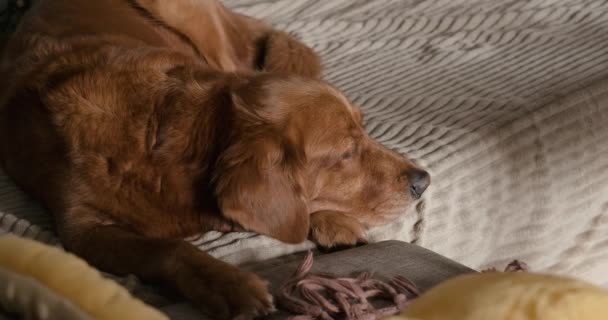Golden Retriever Cinsinden Bir Köpek Odadaki Bir Battaniyenin Üzerinde Kanepede — Stok video