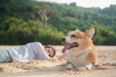 Ön planda, kumlu bir plajda dili ağzından sarkan bir Galli Corgi köpeği ve arka planda beyaz gömlekli bir kadın yatıyor. Köpeğinle sahilde rahatlatıcı bir tatil..