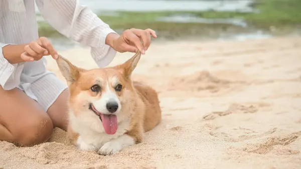 A Welsh Corgi dog on the beach next to its female owner, who is caressing her, a funny dog. Stroking behind the ears. Banner for dog sitter and walking services. A purebred corgi lies on the sand.