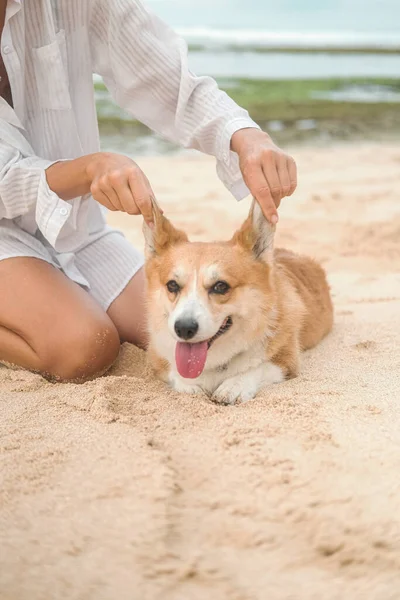 A Welsh Corgi dog on the beach next to its female owner, who is caressing her, a funny dog. Stroking behind the ears. Vertical banner for dog sitter and walking services.