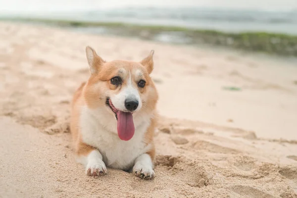 Портрет Валлийской Собаки Корги Лежащей Песке Пляже Смотрящей Камеру Открытым — стоковое фото