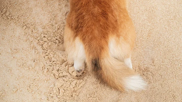 Top View Hind Legs Tail Welsh Corgi Dog Lies Sand — Stock Photo, Image
