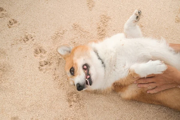 Portrait of a Welsh Corgi dog lying on the sand on the beach on its back with its paws up and sticking out its tongue. In the background are dog paw prints in the sand. Banner dog walking service.