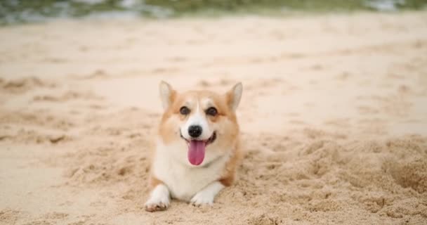 Ritratto Cane Corgi Gallese Sdraiato Sulla Sabbia Sulla Spiaggia Che — Video Stock