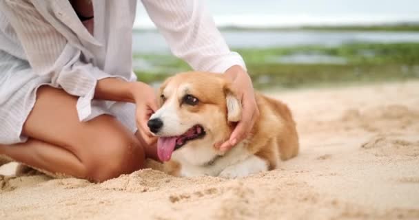 女性のオーナーの隣のビーチのウェールズ コルジ犬は 彼女を世話している 面白い犬です 耳の後ろにストロークする ドッグシッターやウォーキングサービスのためのバナー ピューレブレッド コルジが砂の上に横たわる — ストック動画