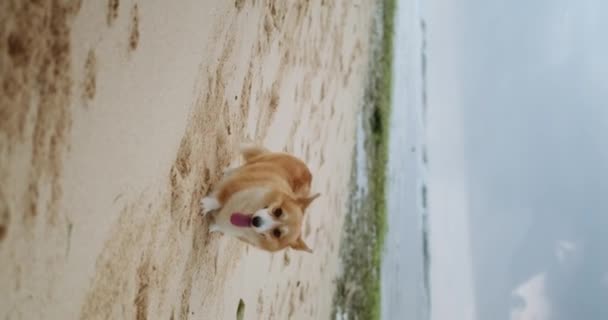 Pionowe Wideo Walijskiego Psa Corgi Spacerującego Plaży Patrzącego Kamerę Otwartymi — Wideo stockowe