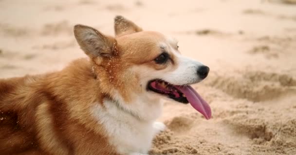 Крупный План Валлийской Собаки Корги Лежащей Пляже Мехом Покрытым Песком — стоковое видео
