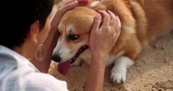 Porträt Eines Walisischen Corgi Hundes Strand Neben Seinem Besitzer Der — Stockvideo