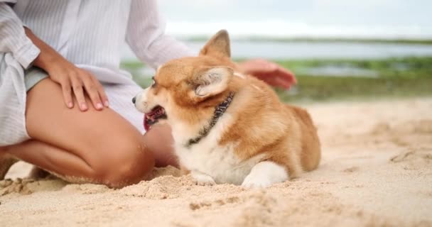 Ένα Ουαλικό Corgi Σκυλί Στην Παραλία Δίπλα Στη Γυναίκα Ιδιοκτήτη — Αρχείο Βίντεο