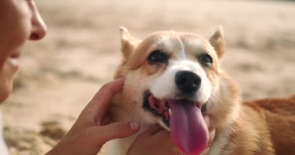 Portret Walijskiego Psa Corgi Plaży Obok Właściciela Który Pieści Zabawnego — Wideo stockowe