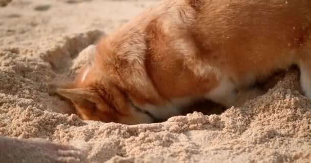 Walijski Pies Corgi Wykopuje Dziurę Piasku Brzegu Oceanu Znalezienie Zakopanej — Wideo stockowe