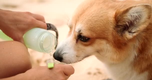 Portret Walijskiego Psa Corgi Pijącego Świeżą Wodę Butelki Plaży Pobliżu — Wideo stockowe