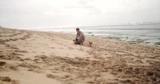 Largo Tiro Dueño Perro Galés Corgi Limpiando Heces Perro Playa — Vídeo de stock
