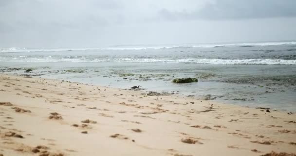 Natural Background Shores Indian Ocean Black Heron Walks Sand Hunts — Stock Video