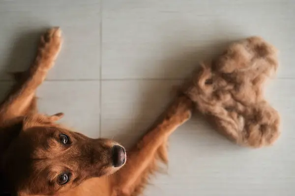 Yanında Kürklü Bir Kalple Golden Retriever Köpeğinin Manzarası Köpeklere Tüy — Stok fotoğraf