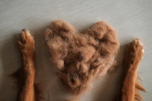 Top View Paws Golden Retriever Dog Next Which Lies Heart — Stock Photo, Image