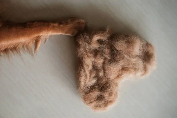 Top view of a golden retriever dogs paw with a fur heart lying next to it. The concept of shedding in dogs. Valentines Day banner for grooming salon. Pet hair care.