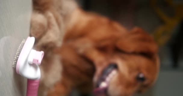 Вертикальне Відео Собаки Золотошукача Лежить Підлозі Поруч Купою Його Хутра — стокове відео