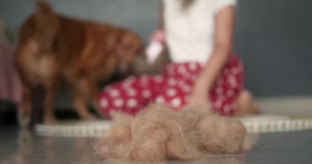 一个狗毛的球在前景中 在模糊的背景下 一个年轻的女人正在刷一只金黄色的猎犬 美容美发沙龙在家里 狗儿脱毛季节 打扮你的宠物外套 — 图库视频影像